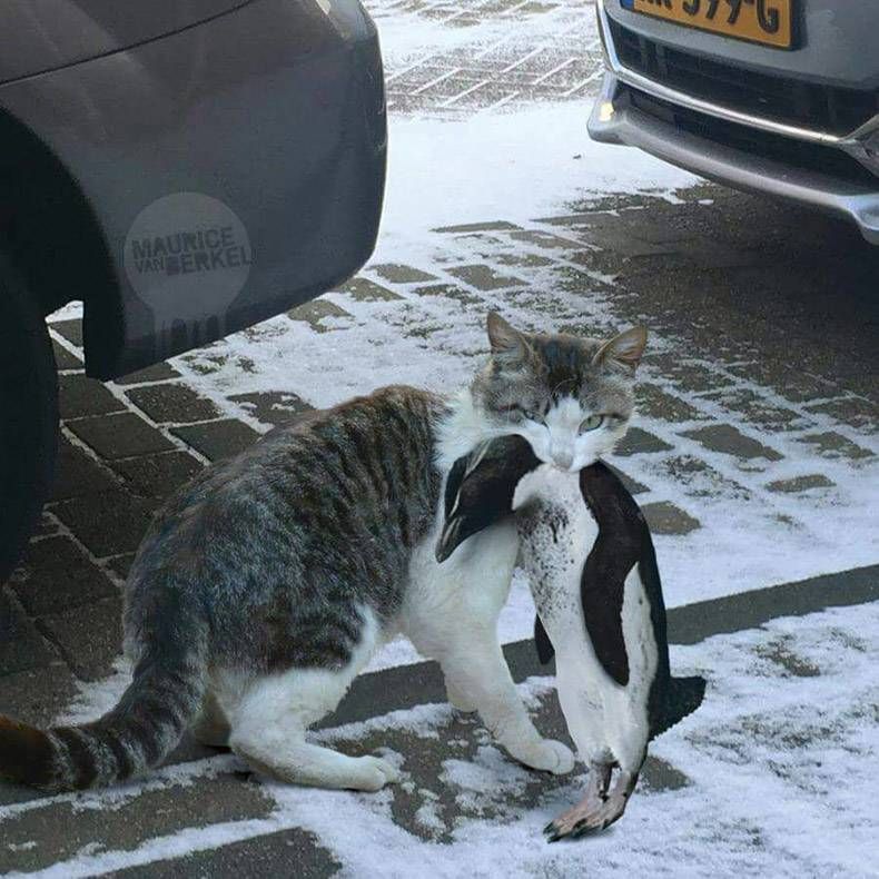 Gewoon een verzameling hilarische foto's #938