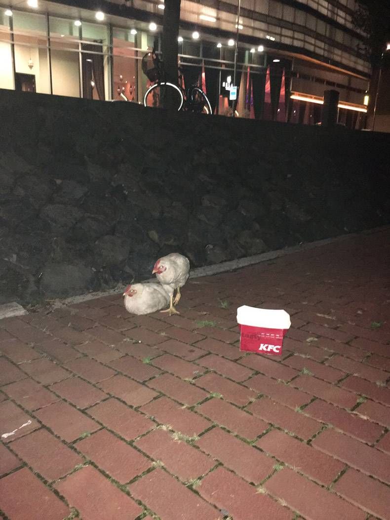 Gewoon een verzameling hilarische foto's #855