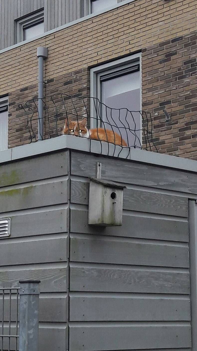 Gewoon een verzameling hilarische foto's #770