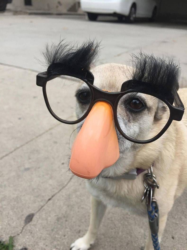 Gewoon een verzameling hilarische foto's #1149