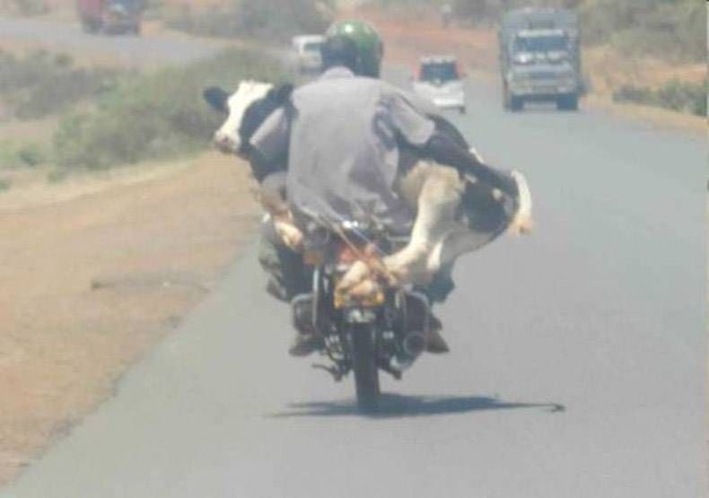 Gewoon een verzameling hilarische foto's #1130