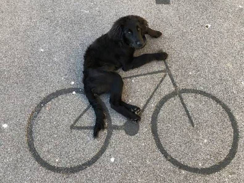 Gewoon een verzameling hilarische foto's #994