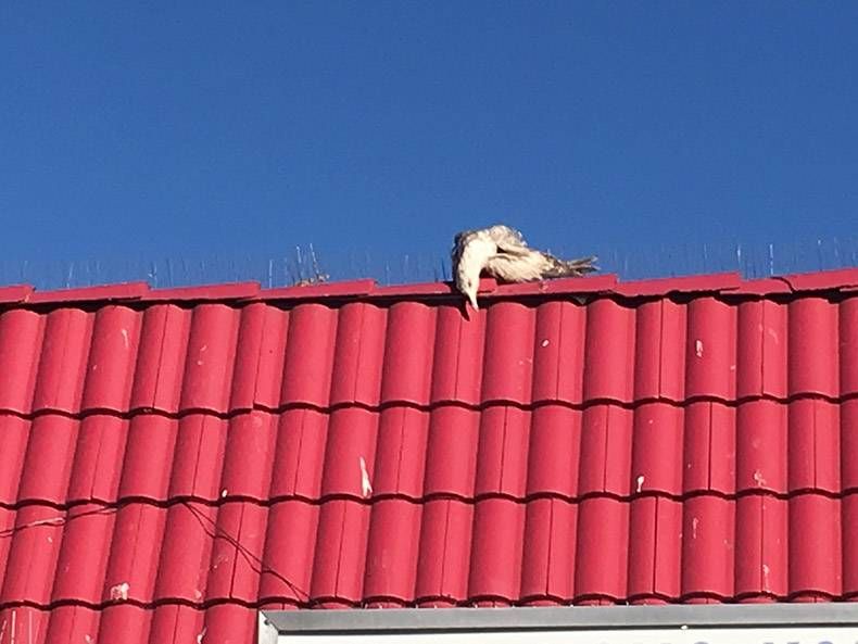 Gewoon een verzameling hilarische foto's #988