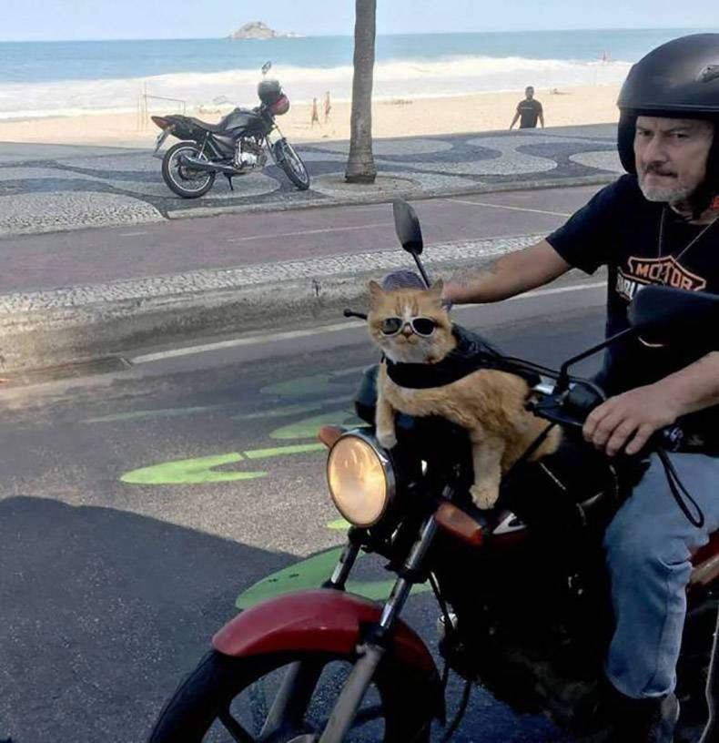 Gewoon een verzameling hilarische foto's #927