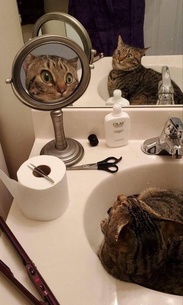 Gewoon een verzameling hilarische foto’s #1249