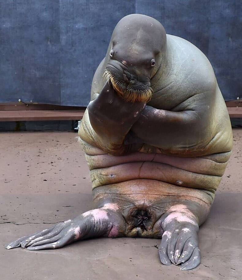 Gewoon een verzameling hilarische foto’s #839