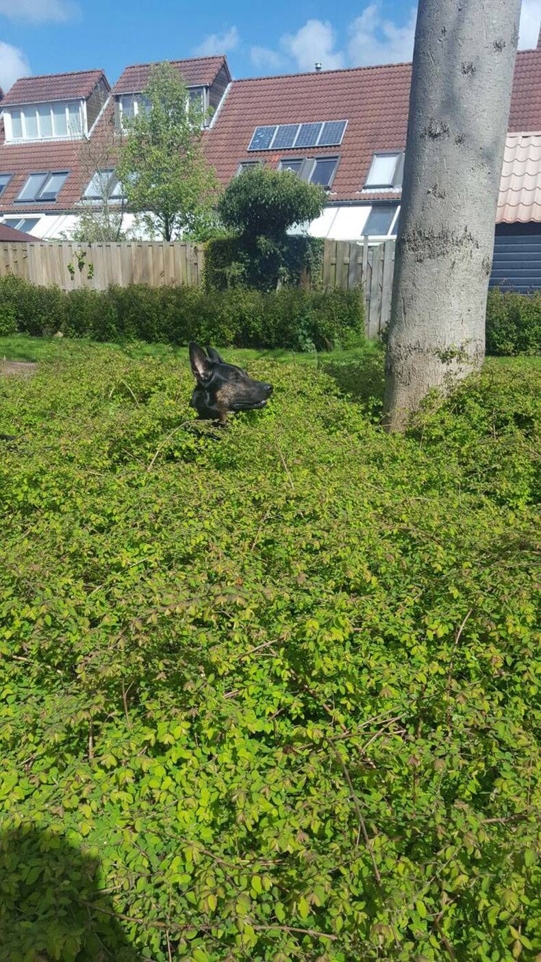 Gewoon een verzameling hilarische foto's #814