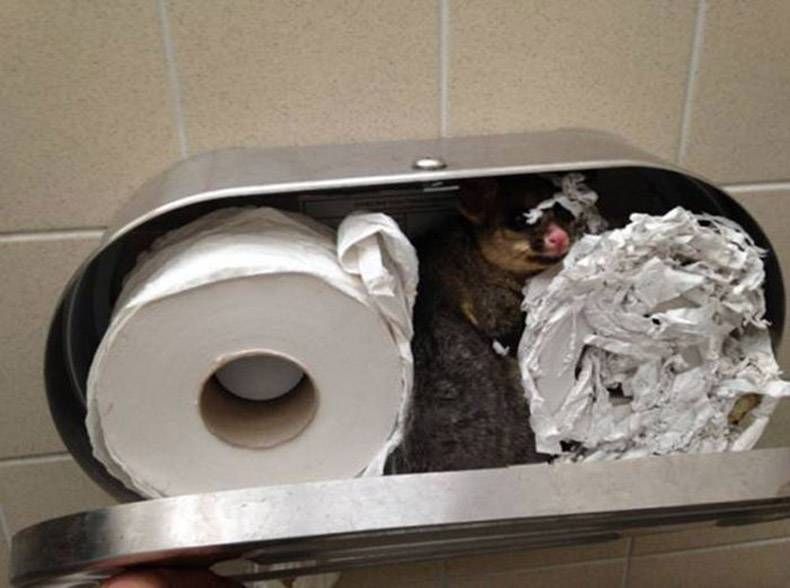 Gewoon een verzameling hilarische foto's #782