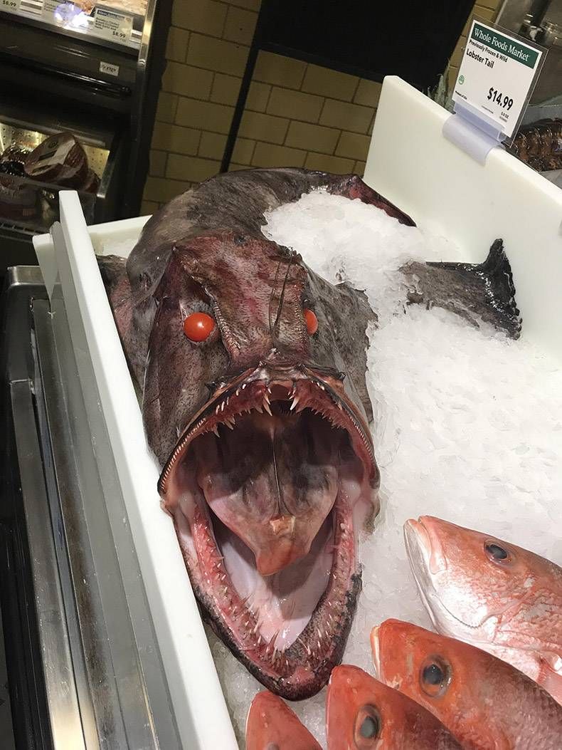 Gewoon een verzameling hilarische foto's #896