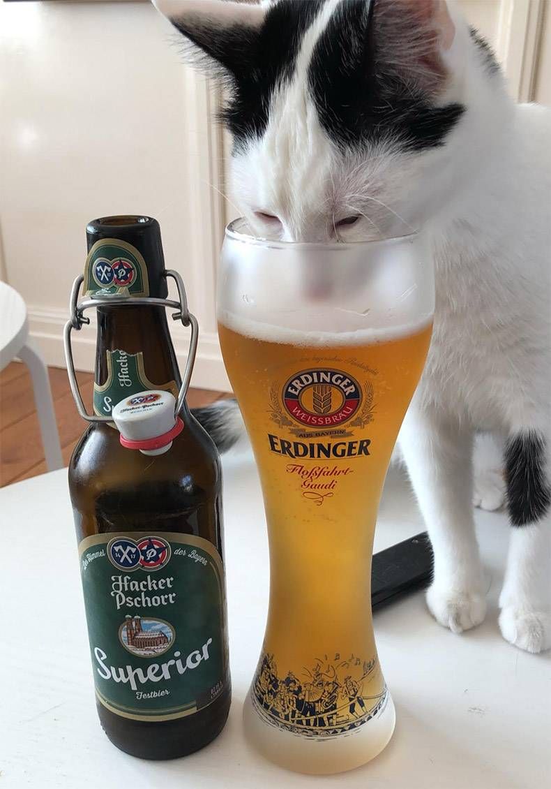 Gewoon een verzameling hilarische foto's #1113