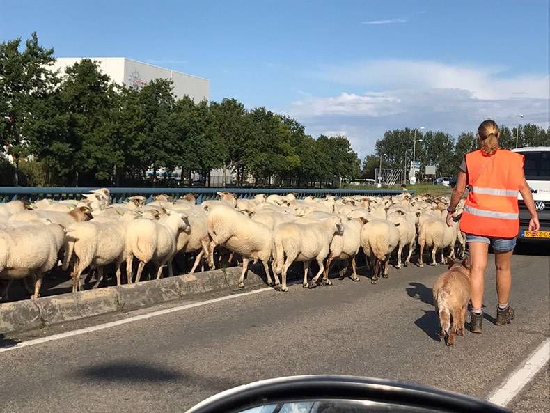 Gewoon een verzameling hilarische foto's #862