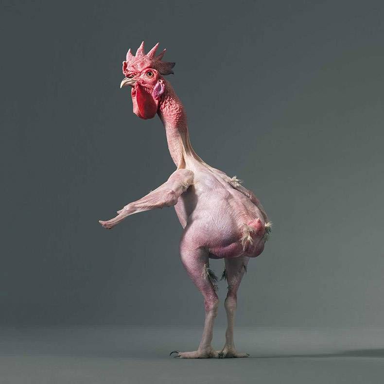 Gewoon een verzameling hilarische foto’s #809
