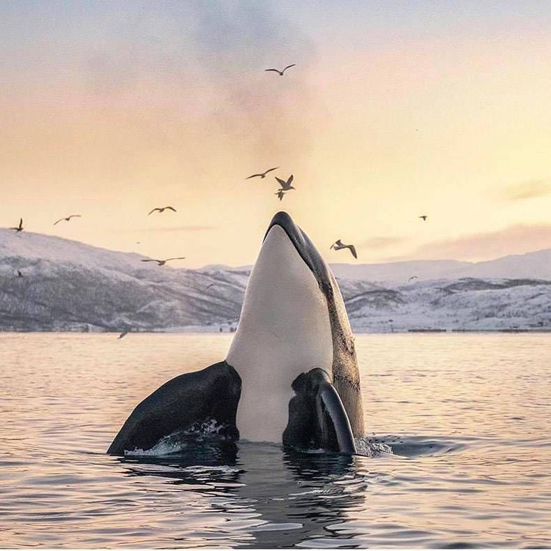 Gewoon een verzameling hilarische foto's #788