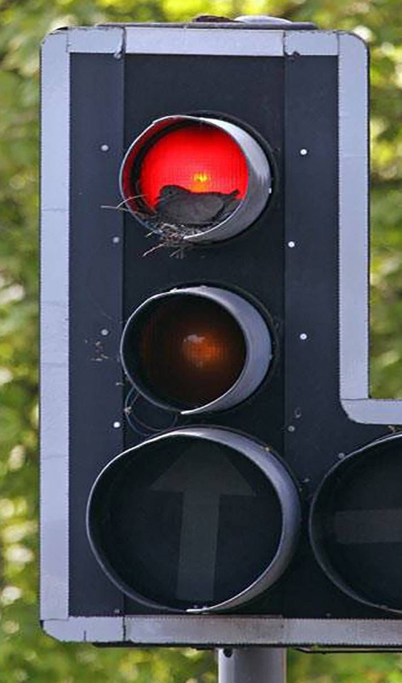 Gewoon een verzameling hilarische foto's #1072