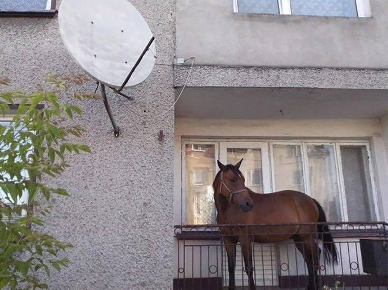 Gewoon een verzameling hilarische foto's #983