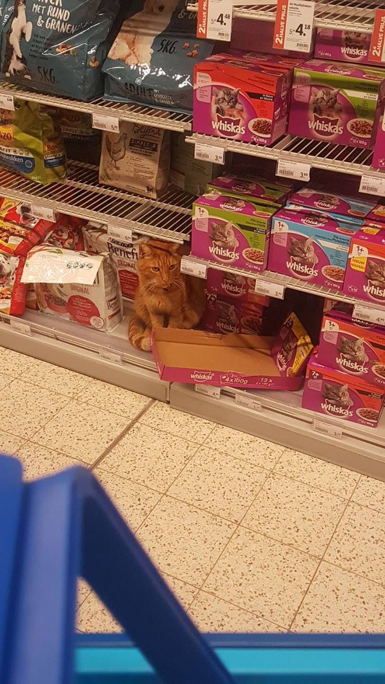 Gewoon een verzameling hilarische foto's #962
