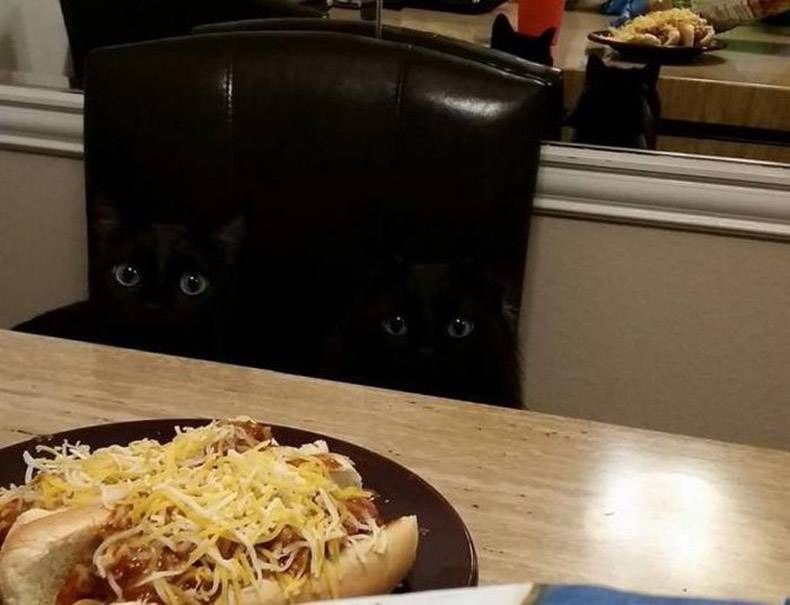 Gewoon een verzameling hilarische foto's #1060