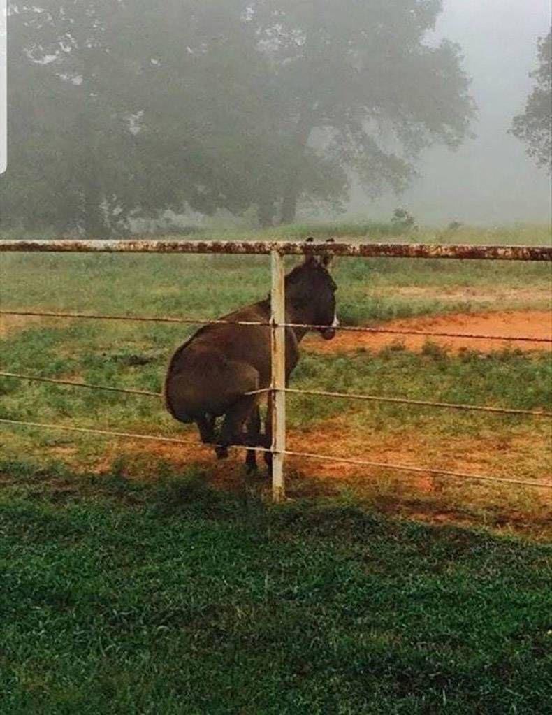 Gewoon een verzameling hilarische foto's #1123