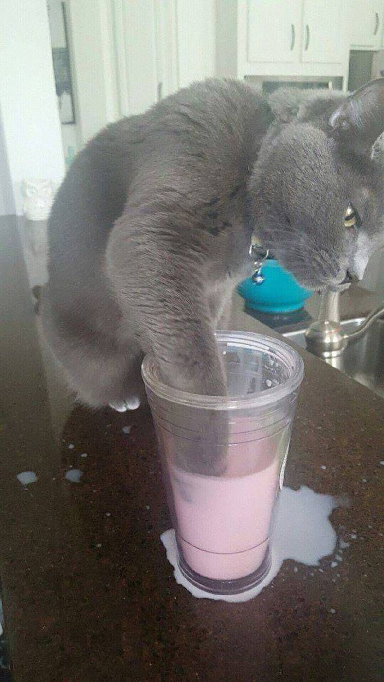 Gewoon een verzameling hilarische foto’s #978