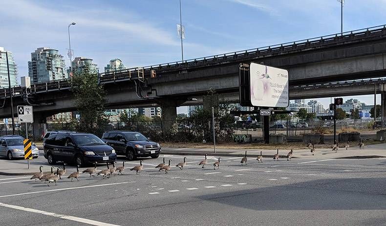 Gewoon een verzameling hilarische foto's #1016