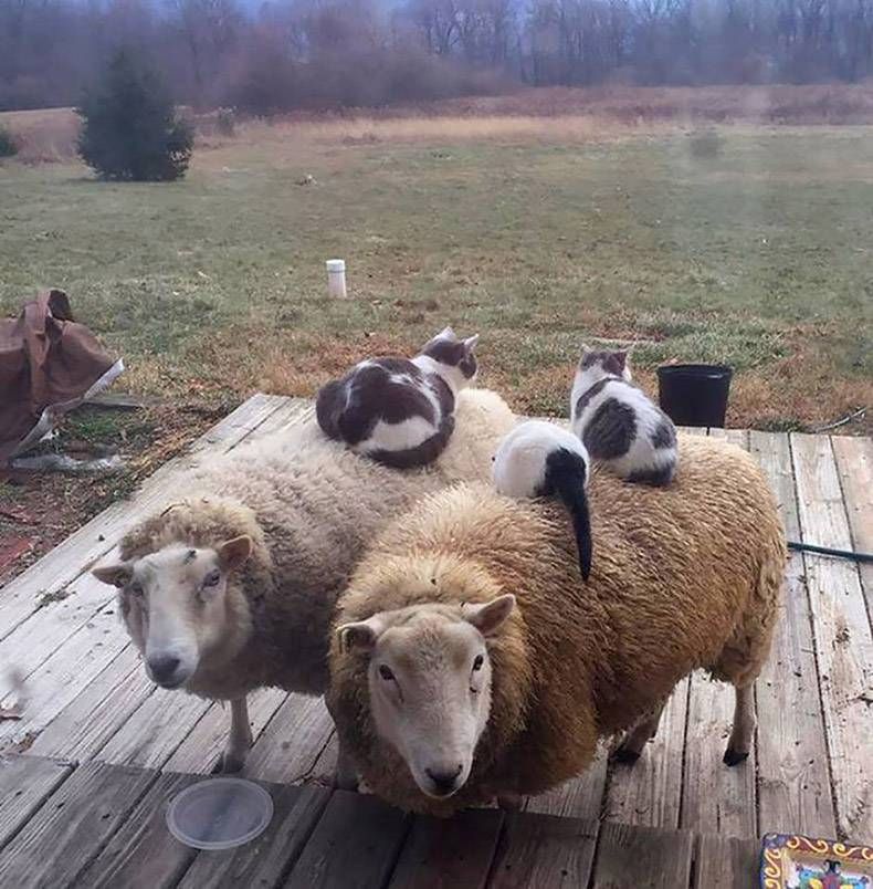 Gewoon een verzameling hilarische foto's #953