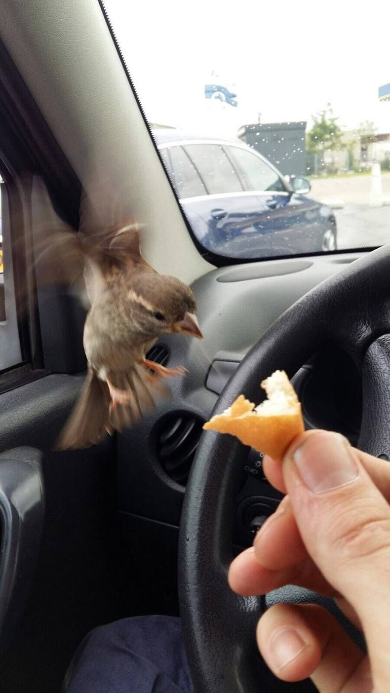 Gewoon een verzameling hilarische foto's #784