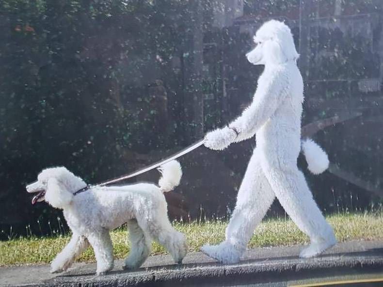 Gewoon een verzameling hilarische foto's #958