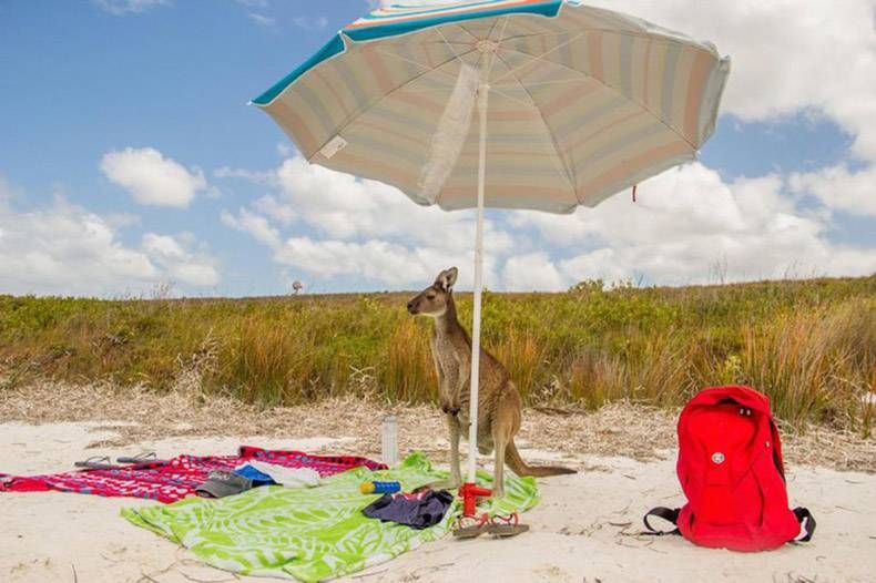 Gewoon een verzameling hilarische foto's #817