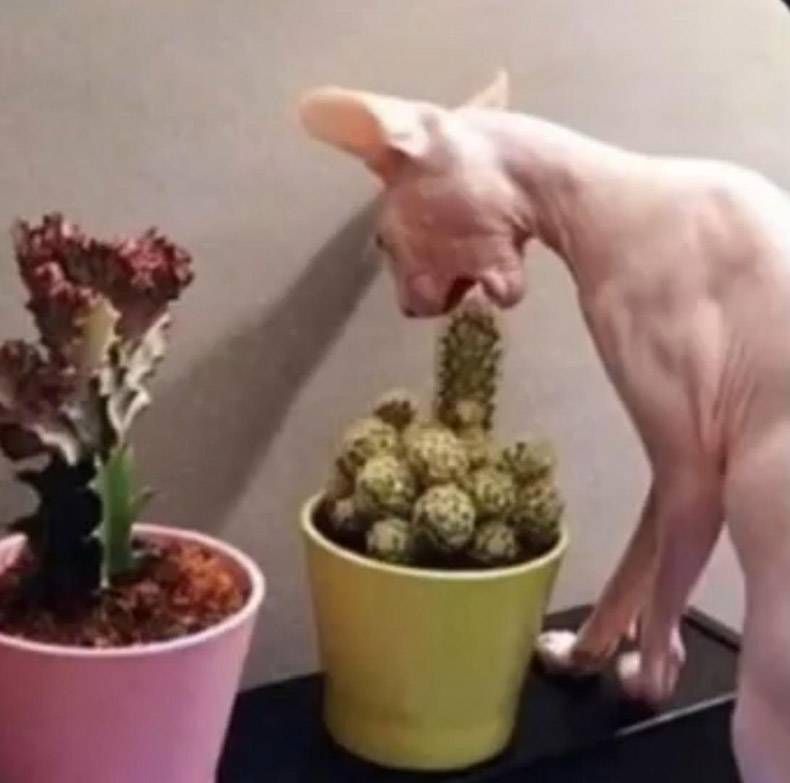 Gewoon een verzameling hilarische foto's #1220