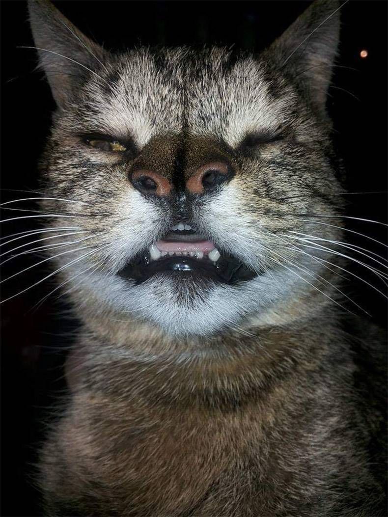 Gewoon een verzameling hilarische foto's #1113