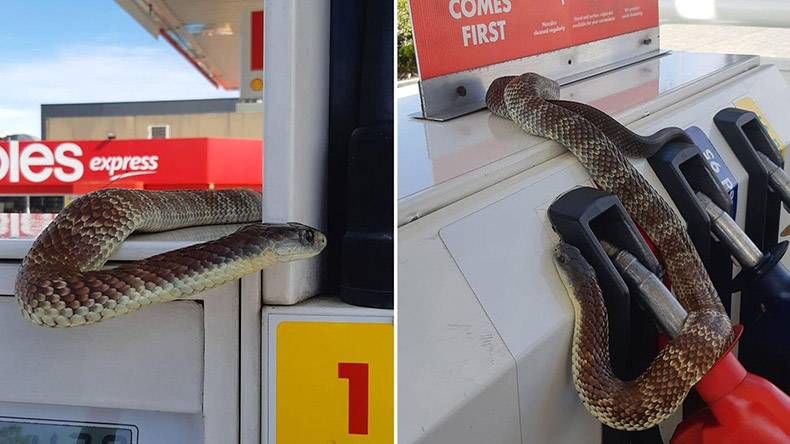 Gewoon een verzameling hilarische foto's #1338