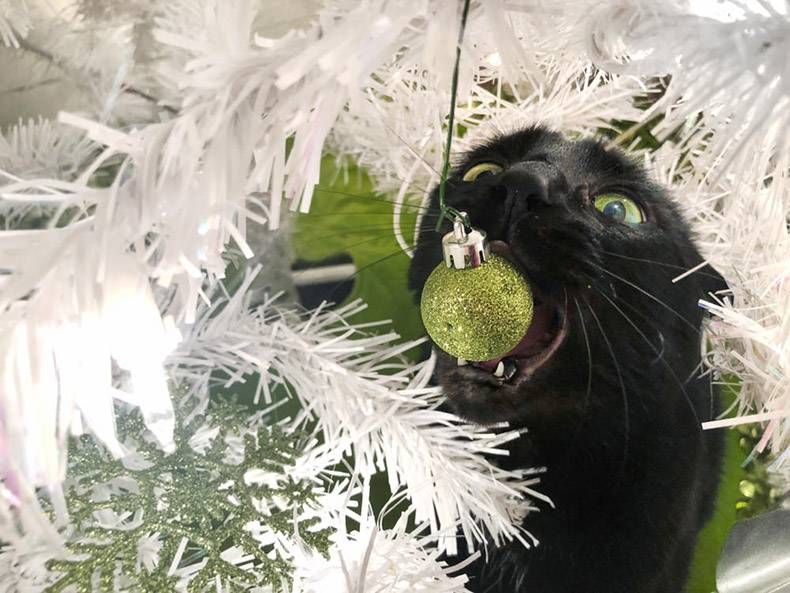 Gewoon een verzameling hilarische foto's #1062