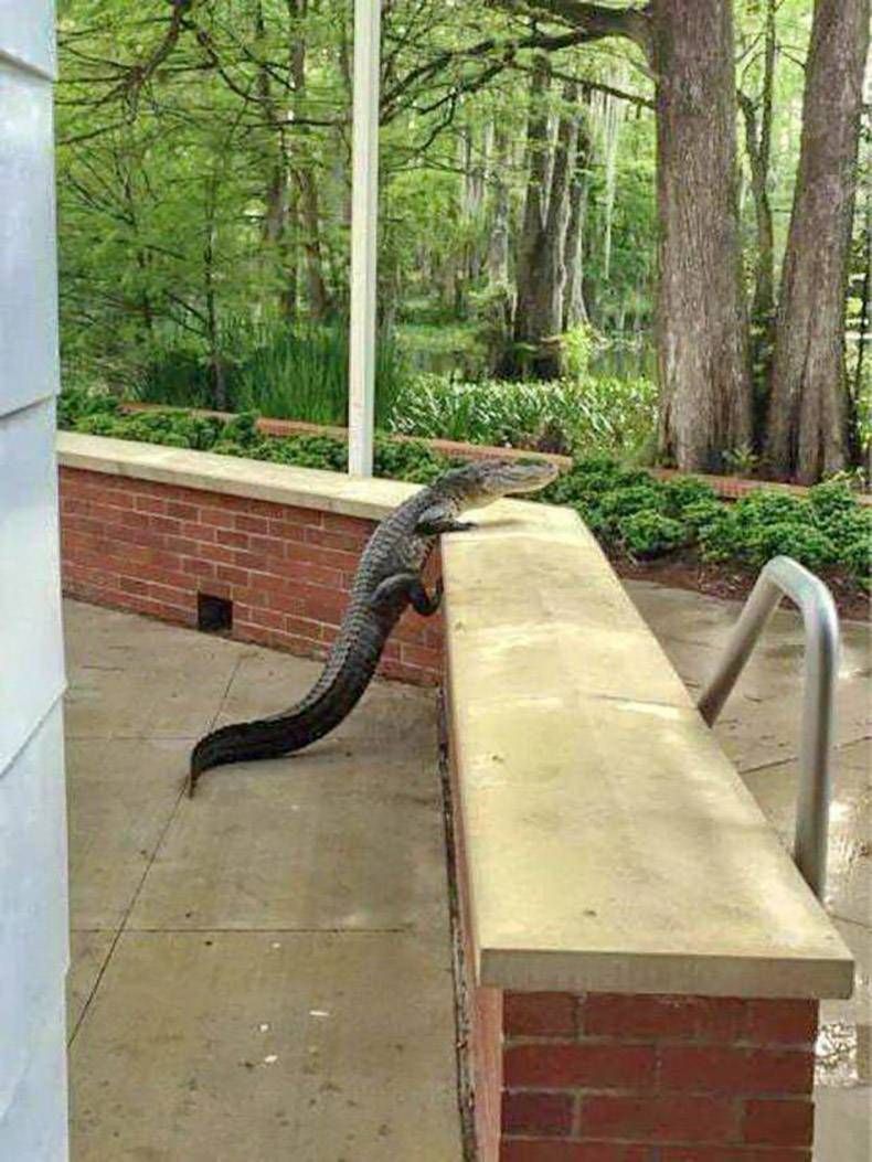 Gewoon een verzameling hilarische foto's #999