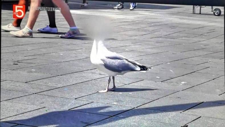 Gewoon een verzameling hilarische foto’s #1239