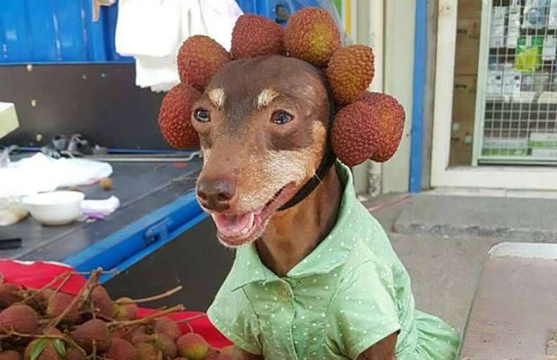 Gewoon een verzameling hilarische foto's #1085