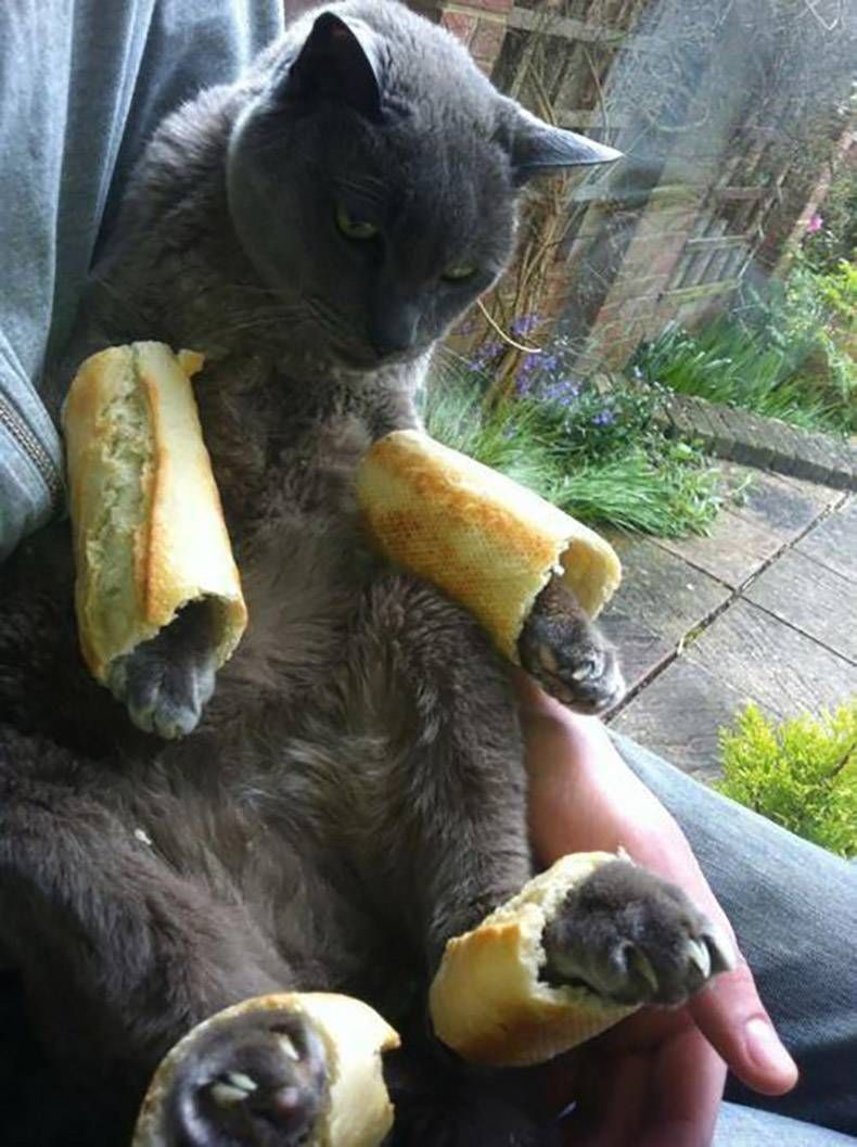 Gewoon een verzameling hilarische foto's #896