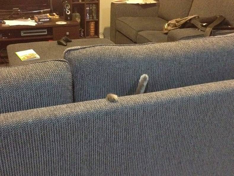 Gewoon een verzameling hilarische foto's #1105