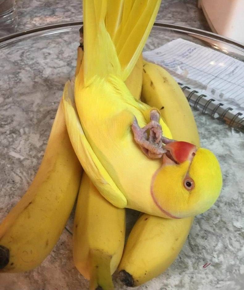 Gewoon een verzameling hilarische foto's #1104
