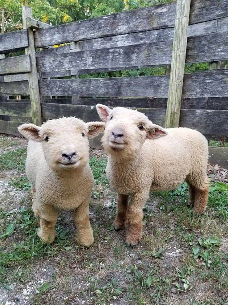 Gewoon een verzameling hilarische foto's #937