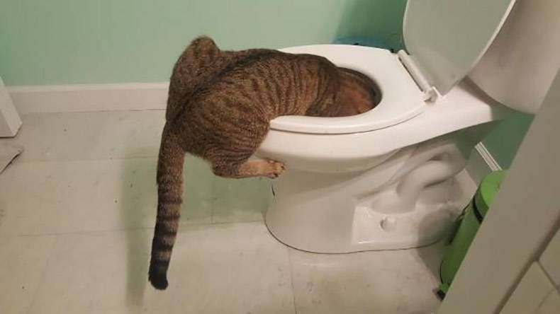 Gewoon een verzameling hilarische foto's #932