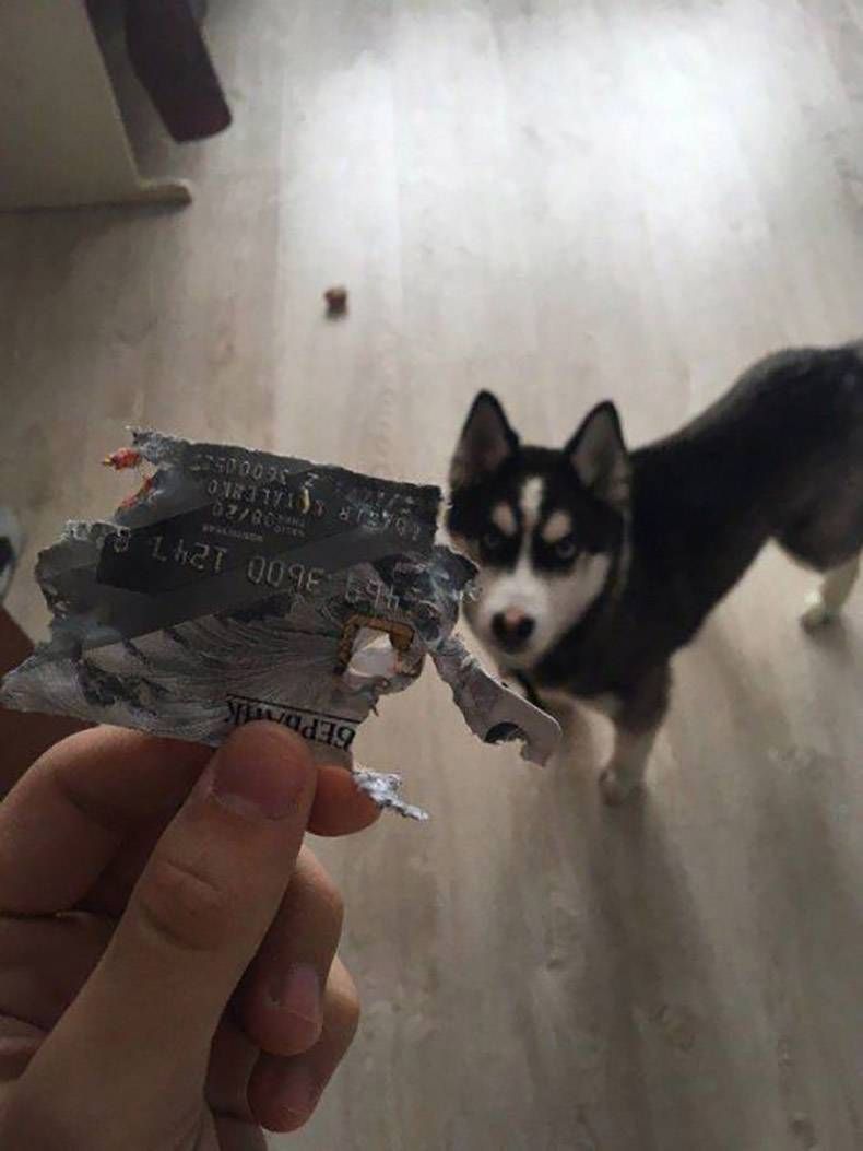 Gewoon een verzameling hilarische foto's #1117