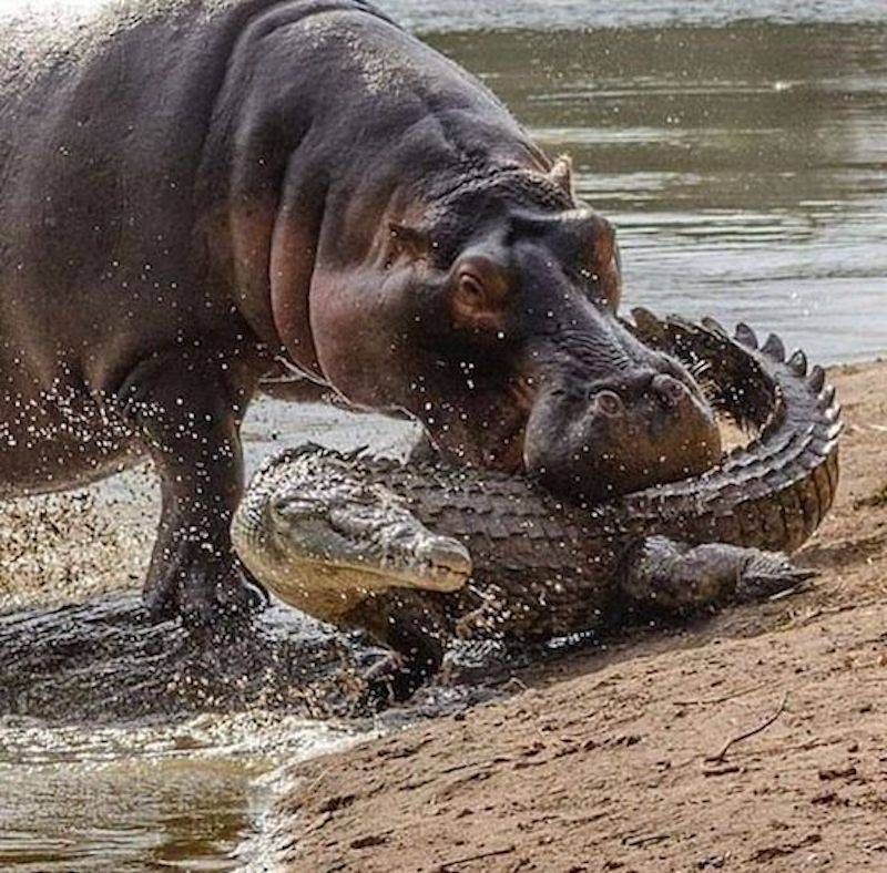 Gewoon een verzameling hilarische foto’s #846