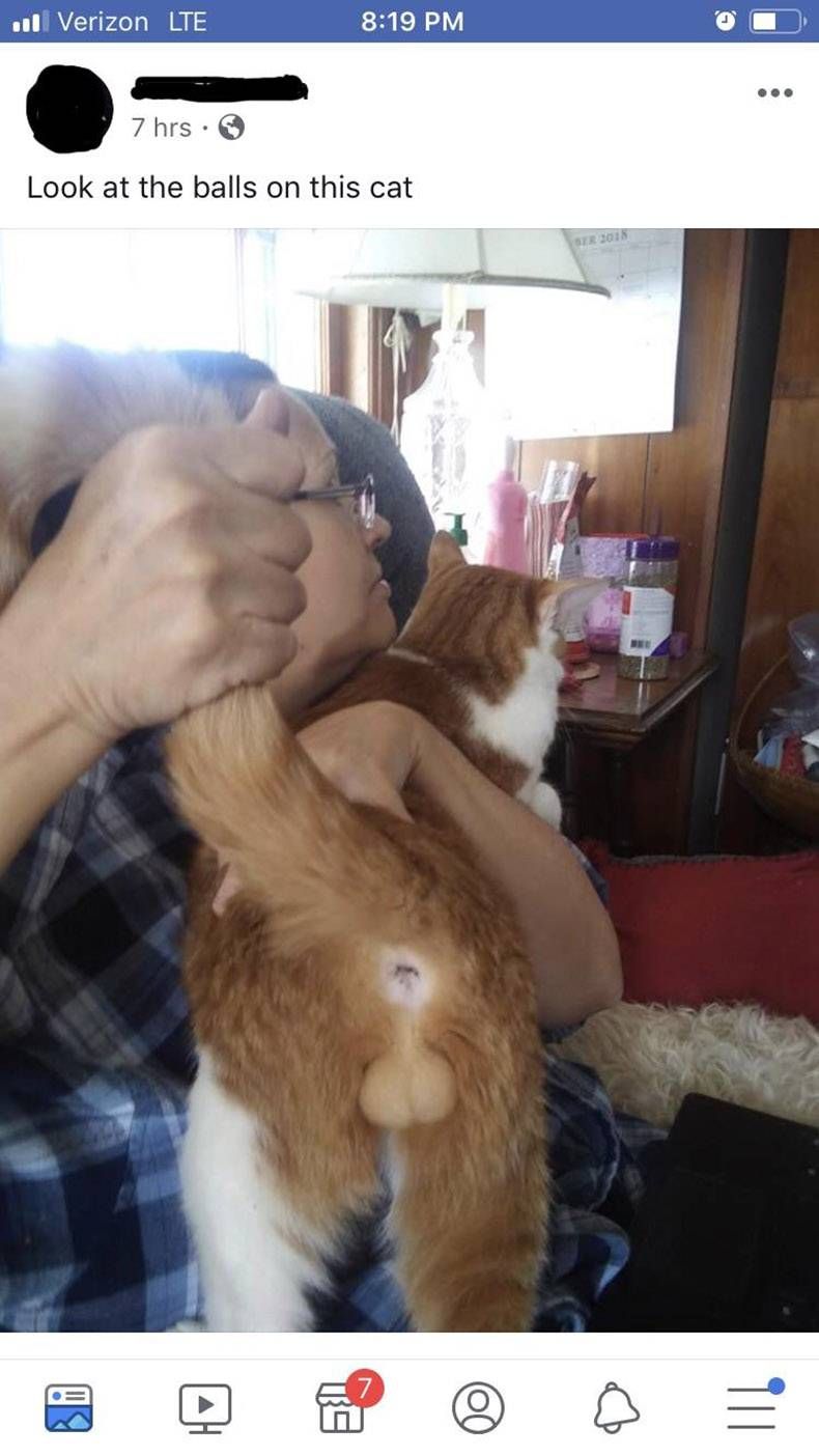 Gewoon een verzameling hilarische foto's #1061