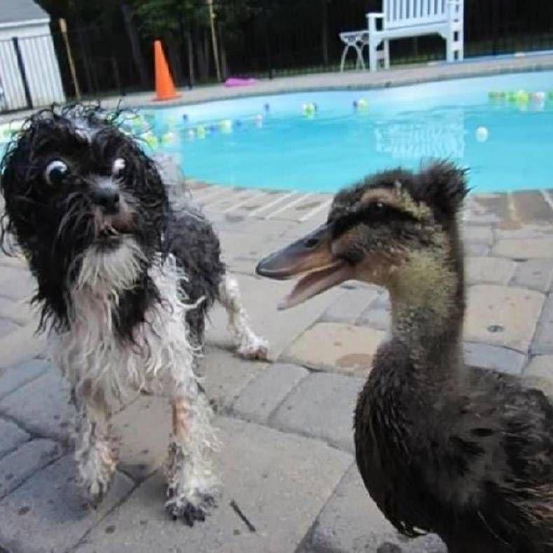Gewoon een verzameling hilarische foto's #976