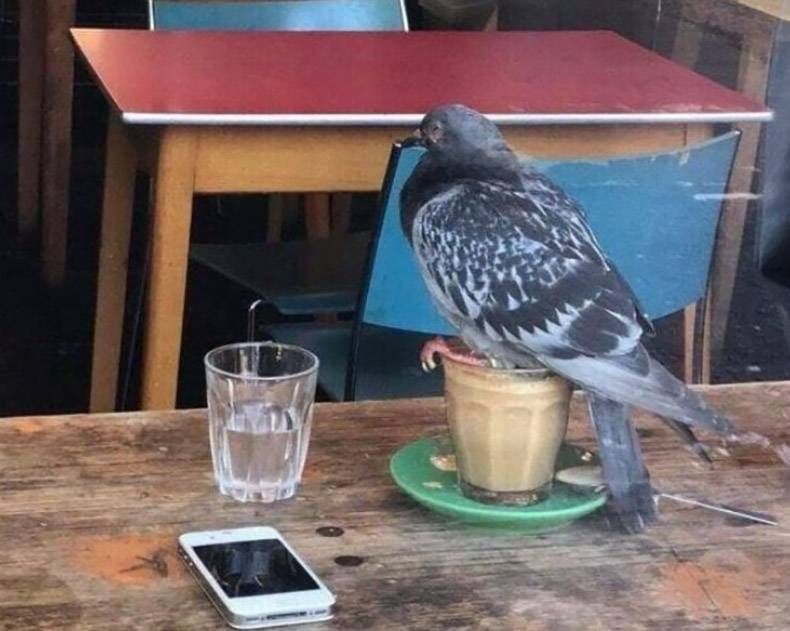 Gewoon een verzameling hilarische foto's #1117