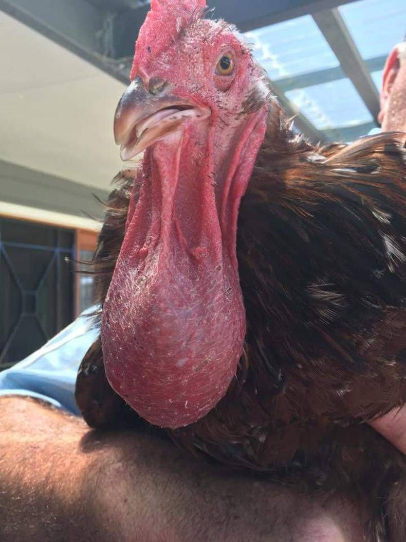 Gewoon een verzameling hilarische foto's #773