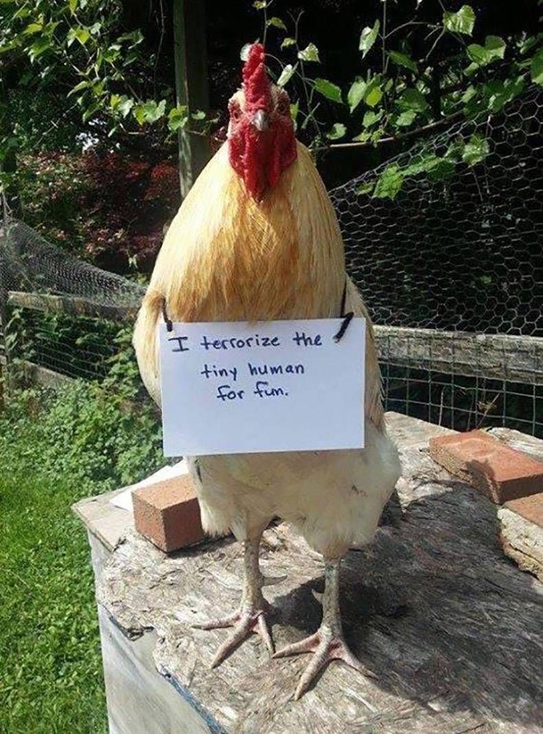 Gewoon een verzameling hilarische foto's #824
