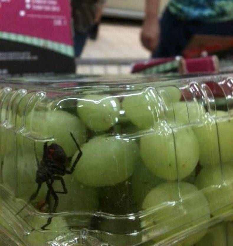 Gewoon een verzameling hilarische foto's #1063
