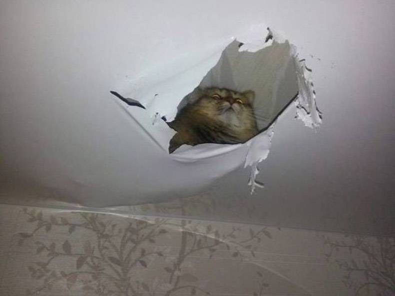 Gewoon een verzameling hilarische foto's #996