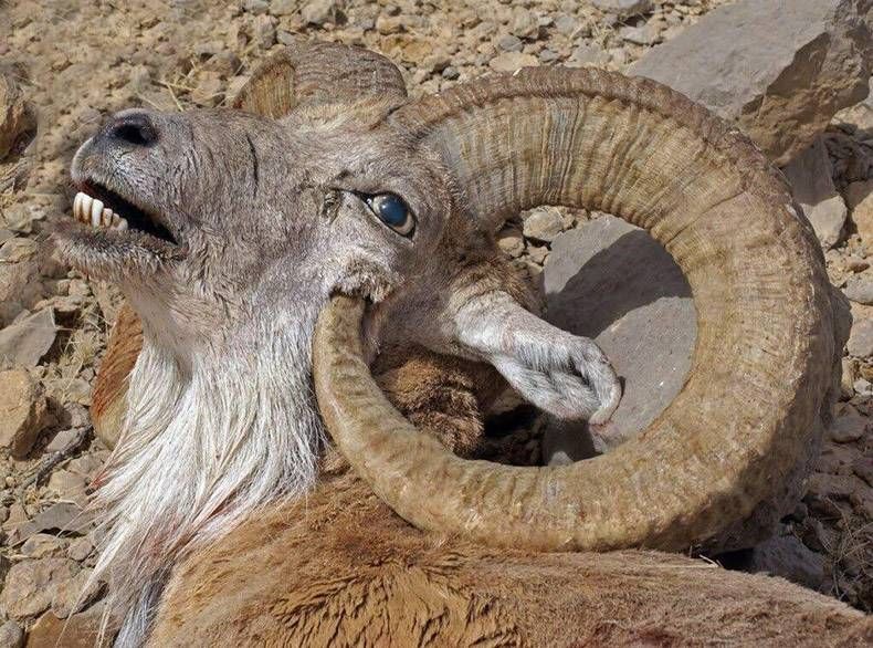 Gewoon een verzameling hilarische foto's #896